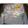 koi standard 25-30 cm