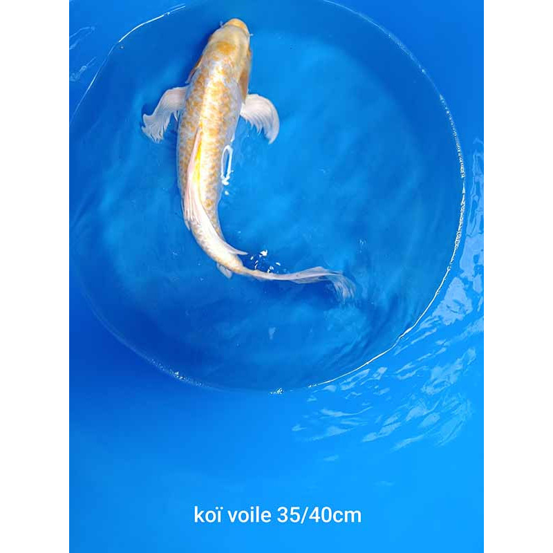 koi voile 35-40cm