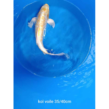koi voile 35-40cm