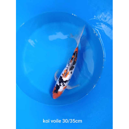 koi voile 30-35 cm