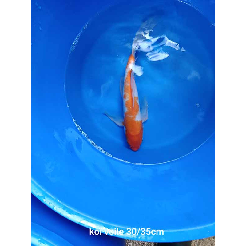 koi voile 30-35 cm