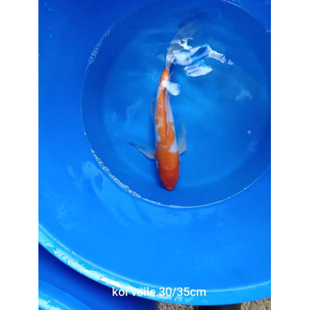 koi voile 30-35 cm