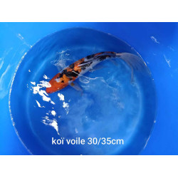 koi voile 30-35 cm
