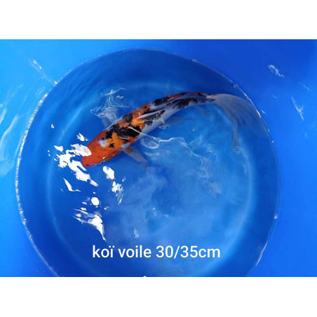 koi voile 30-35 cm