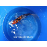 koi voile 30-35 cm