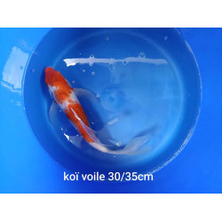 koi voile 30-35 cm