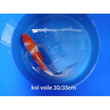 koi voile 30-35 cm