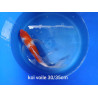 koi voile 30-35 cm