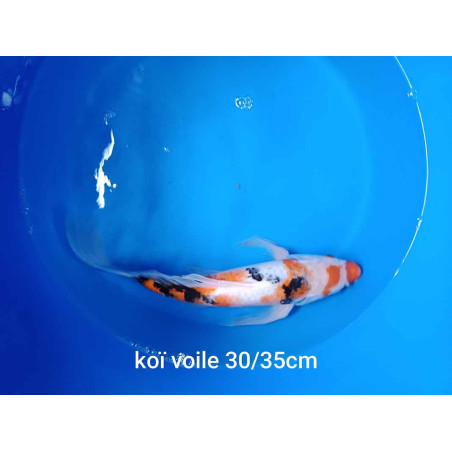 koi voile 30-35 cm