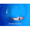 koi voile 30-35 cm