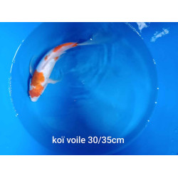 koi voile 30-35 cm