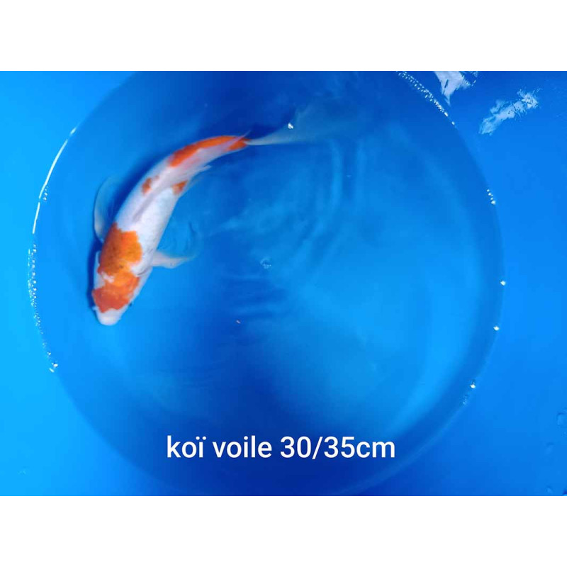 koi voile 30-35 cm