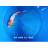 koi voile 30-35 cm
