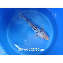 koi voile 25-30 cm