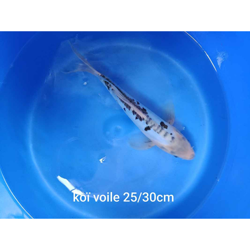 koi voile 25-30 cm