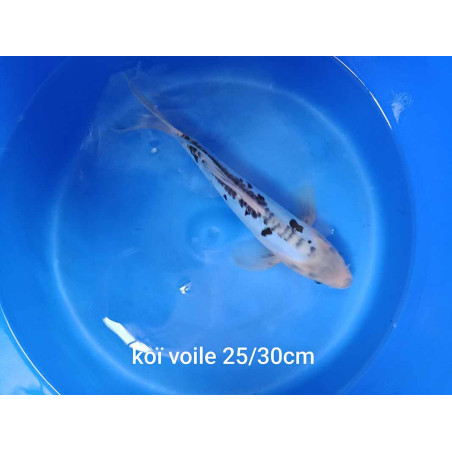 koi voile 25-30 cm