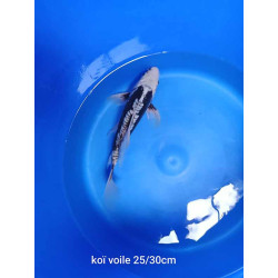 koi voile 25-30 cm