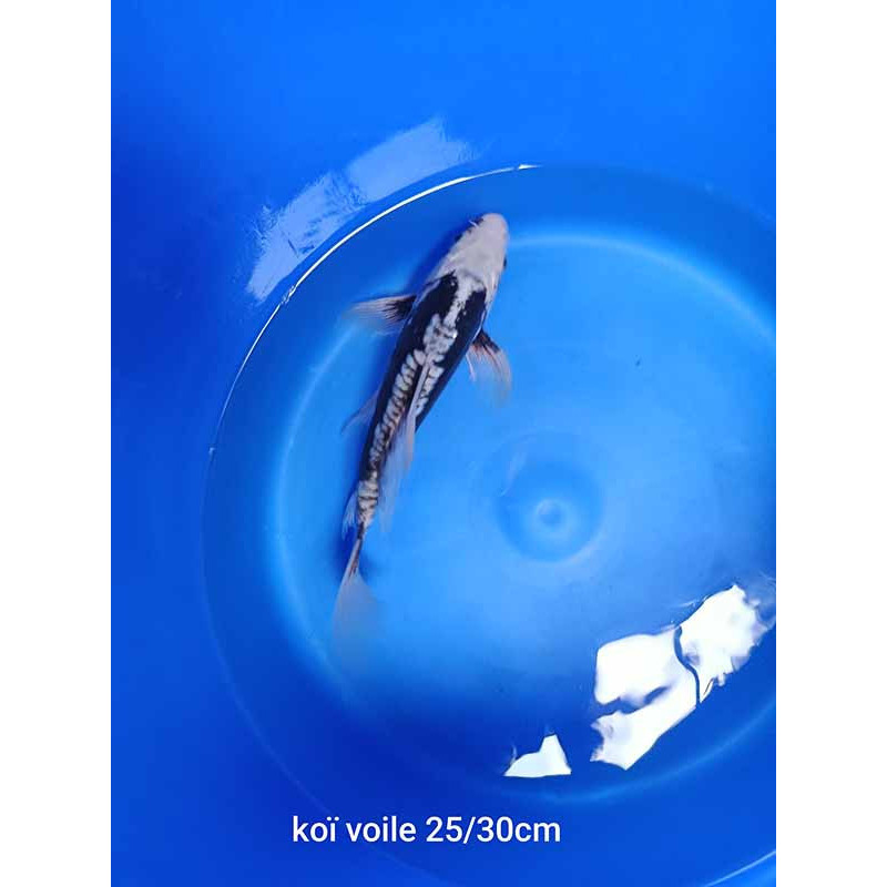 koi voile 25-30 cm