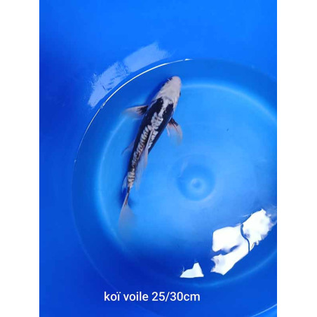 koi voile 25-30 cm
