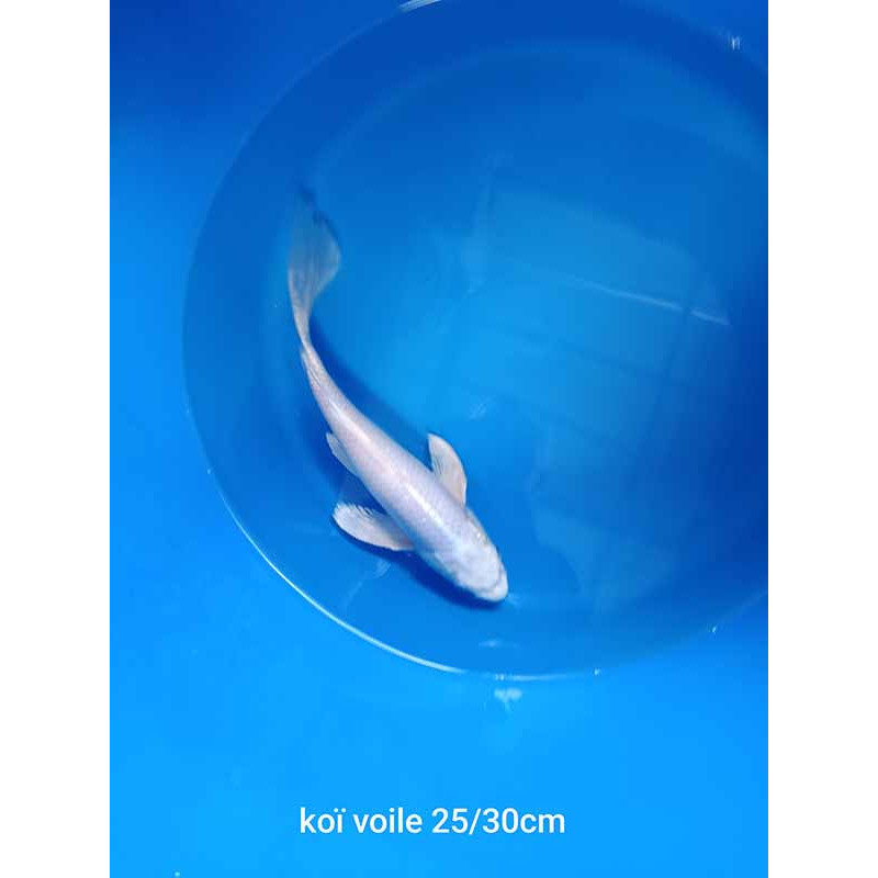koi voile 25-30 cm