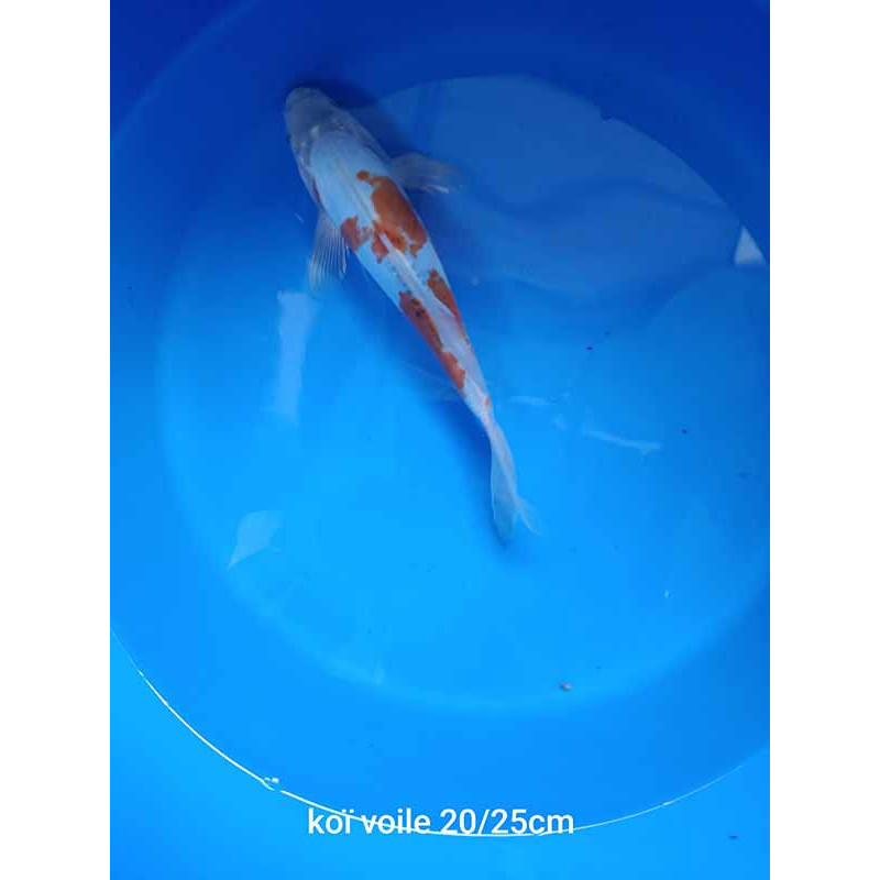 koi voile 20-25 cm