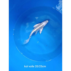 koi voile 20-25 cm
