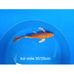 koi voile 20-25 cm