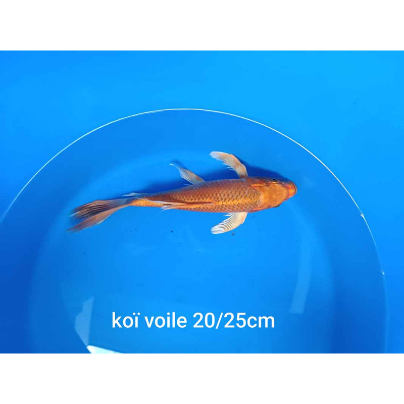 koi voile 20-25 cm