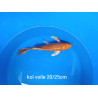 koi voile 20-25 cm
