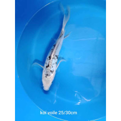 koi voile 25-30 cm