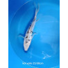 koi voile 25-30 cm