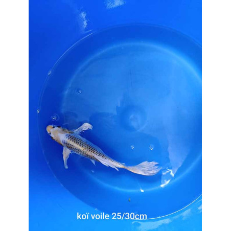 koi voile 25-30 cm