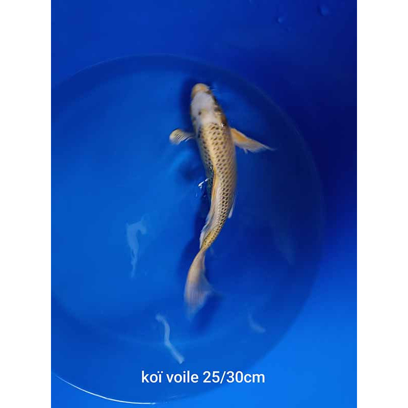 koi voile 25-30 cm