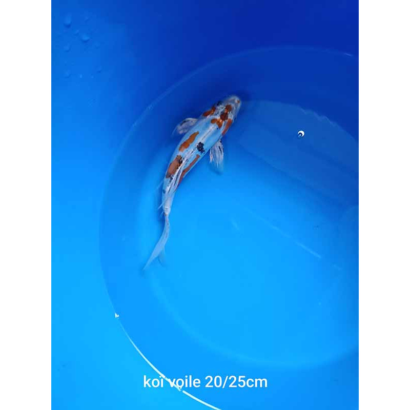 koi voile 20-25 cm