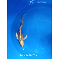 koi voile 20-25 cm