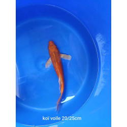 koi voile 20-25 cm