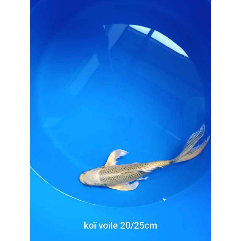 koi voile 20-25 cm