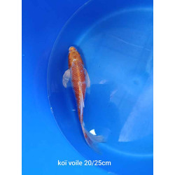 koi voile 20-25 cm