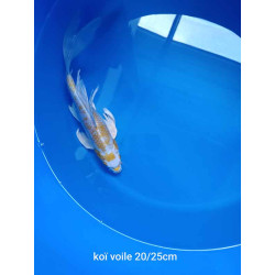koi voile 20-25 cm