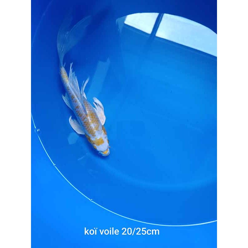 koi voile 20-25 cm