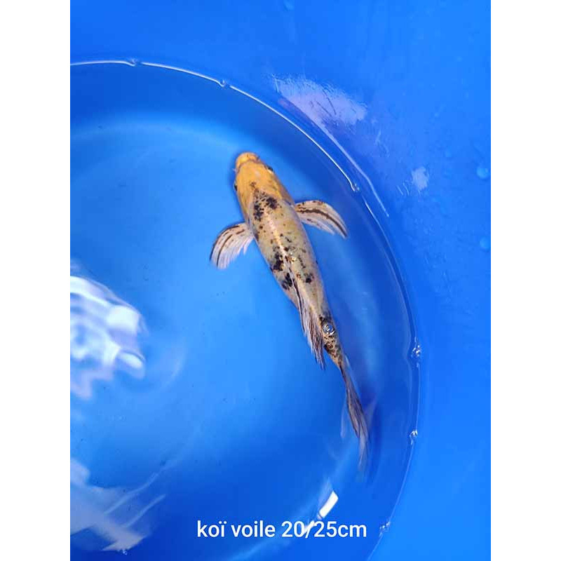 koi voile 20-25 cm