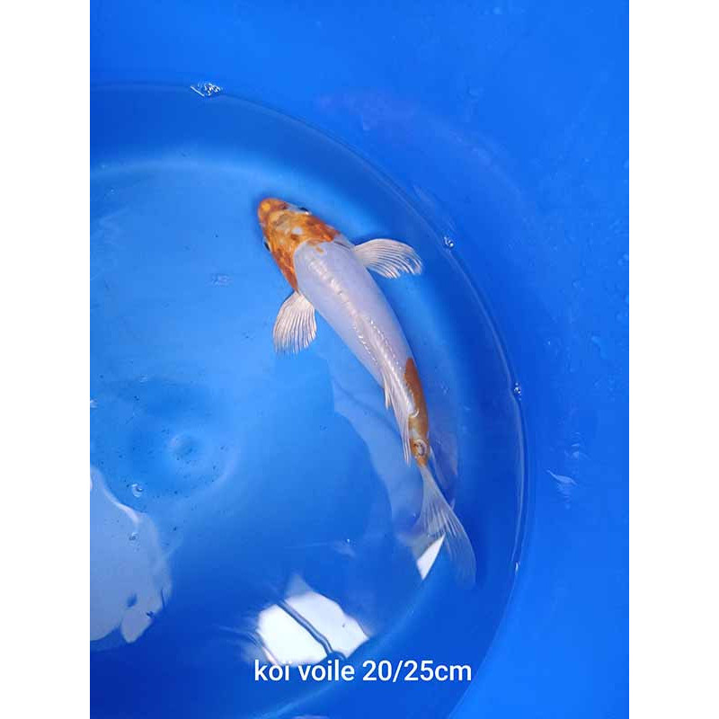 koi voile 20-25 cm