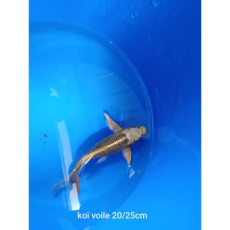 koi voile 20-25 cm