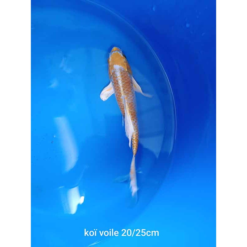 koi voile 20-25 cm