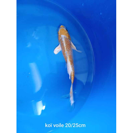 koi voile 20-25 cm