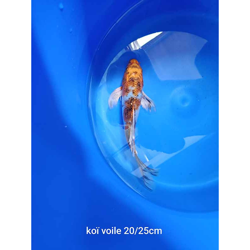 koi voile 20-25 cm