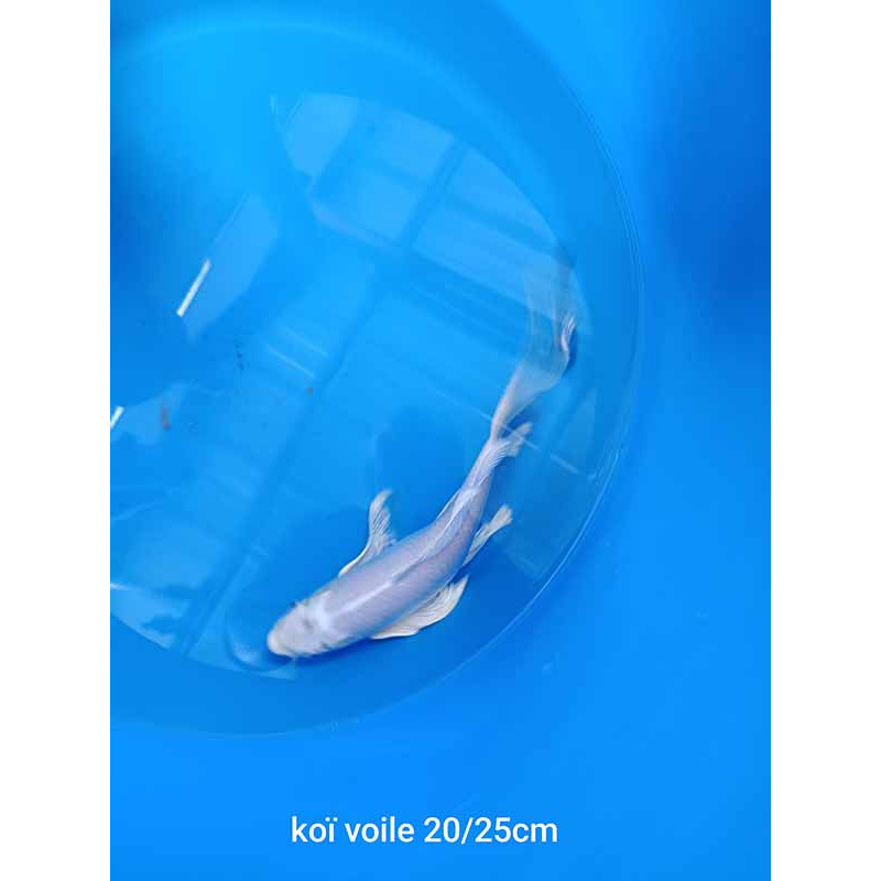 koi voile 20-25 cm