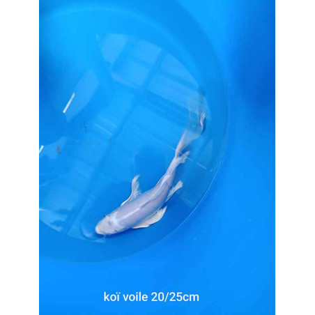 koi voile 20-25 cm