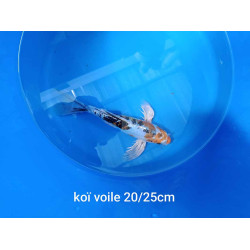 koi voile 20-25 cm