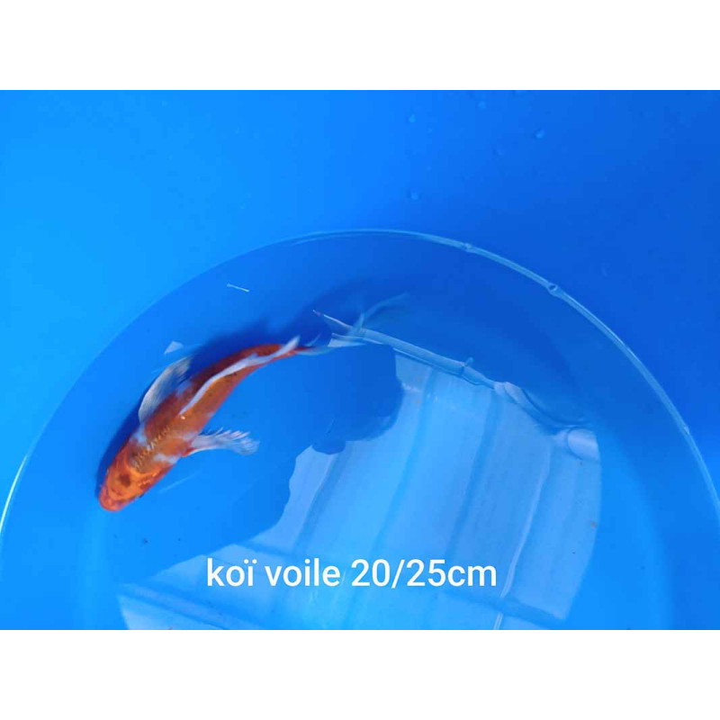 koi voile 20-25 cm
